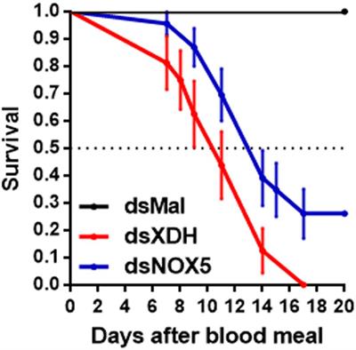 “Urate and NOX5 Control Blood Digestion in the Hematophagous Insect Rhodnius prolixus”